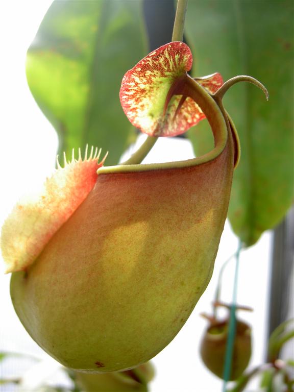 Nepenthes bicalcarata 'Red Flush' 5